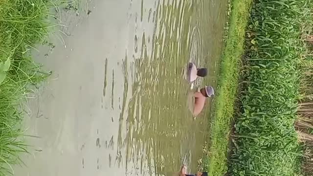 PEARL SHELL HUNTING IN THE RIVER
