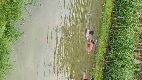 PEARL SHELL HUNTING IN THE RIVER