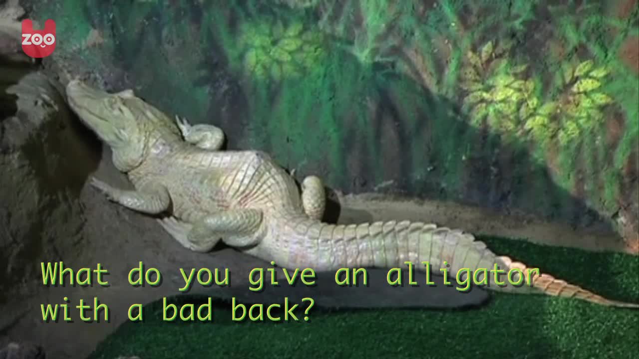 Acupuncture For Albino Alligator