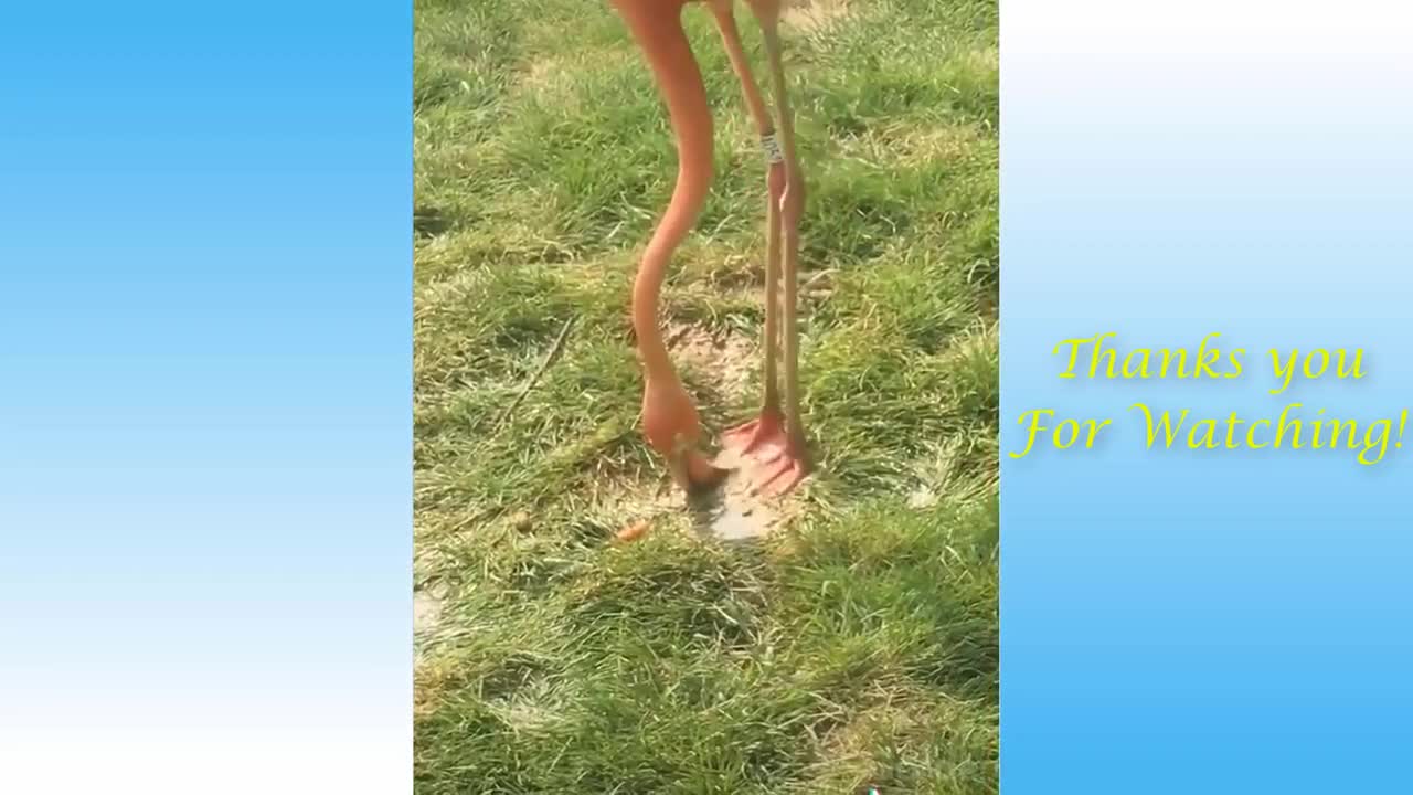 Cute cats and funny dogs best video