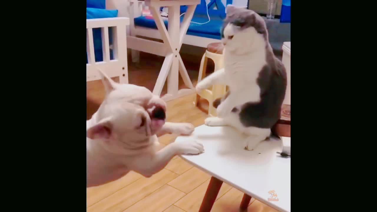 Dog And Cat Funny Fight Video