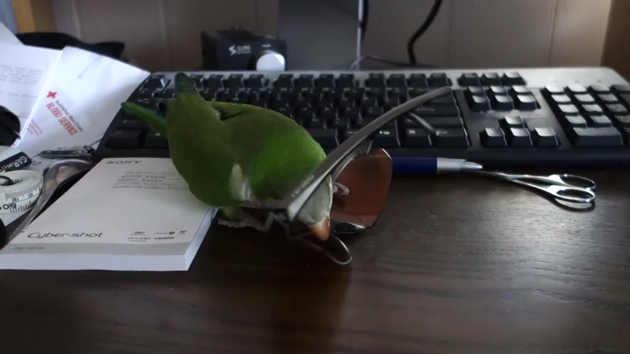 Being a parrot