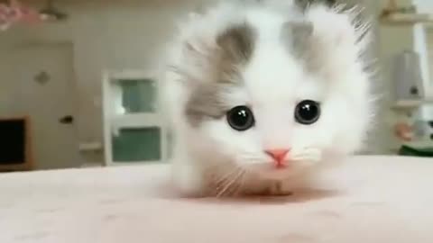 Cute cats/kittens compilation video