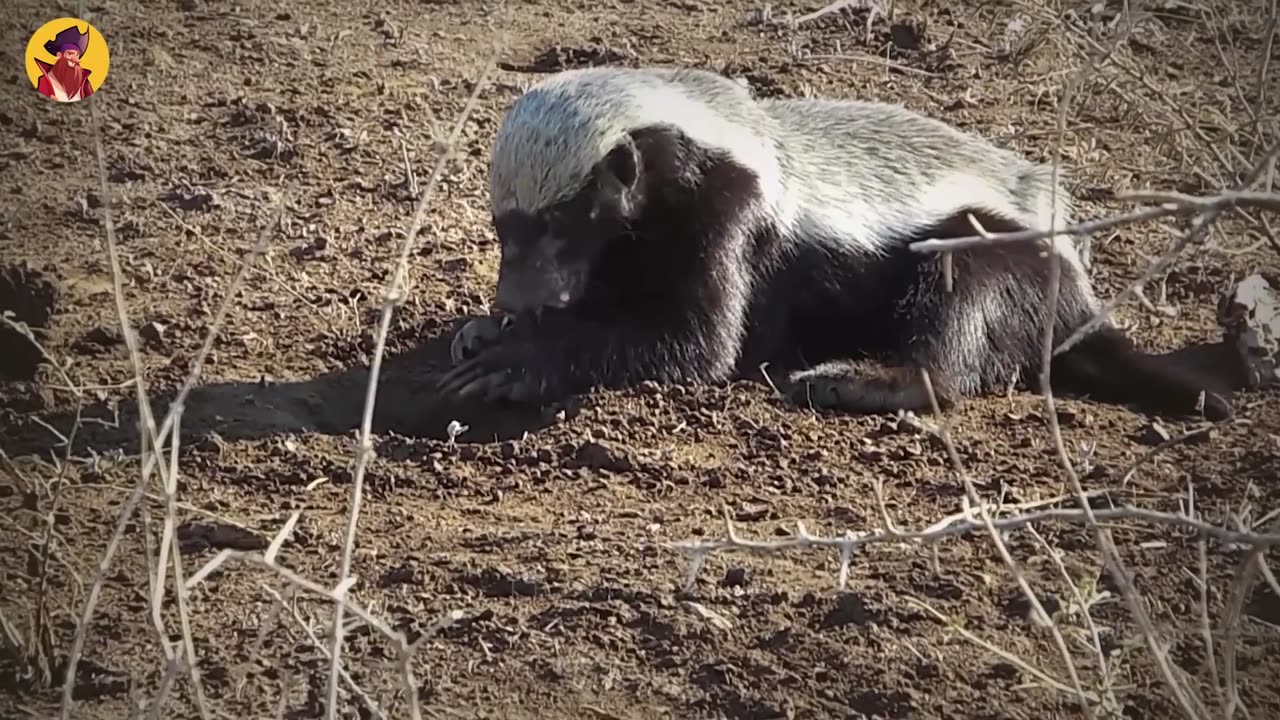 15 Unbelievable Honey Badger And Wolverine Attacks Caught On Camera