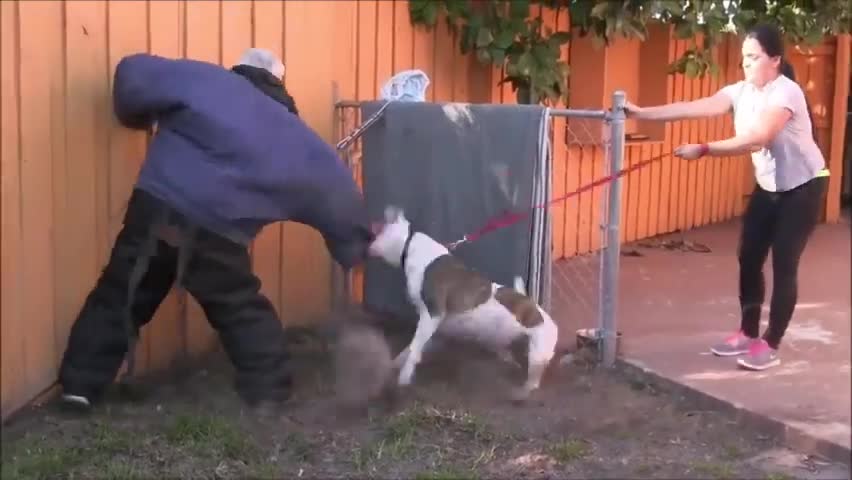 How To Make Dogs Become Aggressive Instantly With Few Simple Tricks.