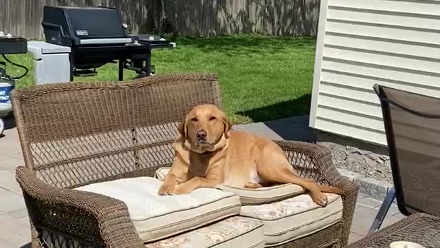 Mason & Max sunbathing