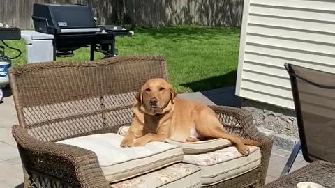 Mason & Max sunbathing