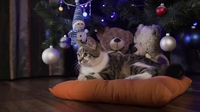 Beautiful little cat lying on a decorative orange pillow under decorated with Christmas balls