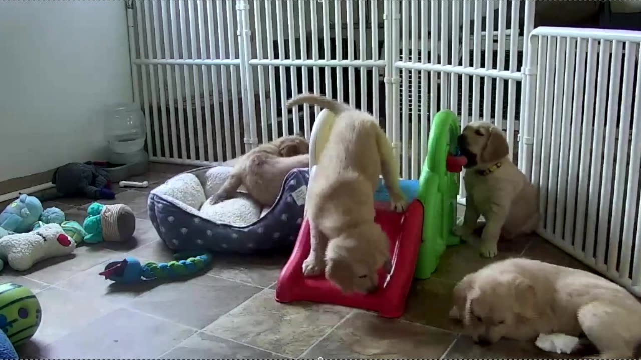 Puppys playing...