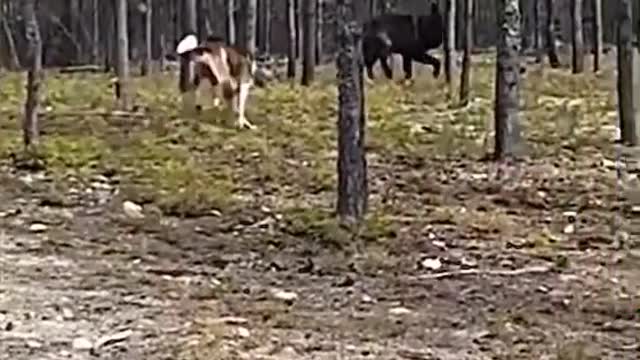 Dog barking at big black wolf.