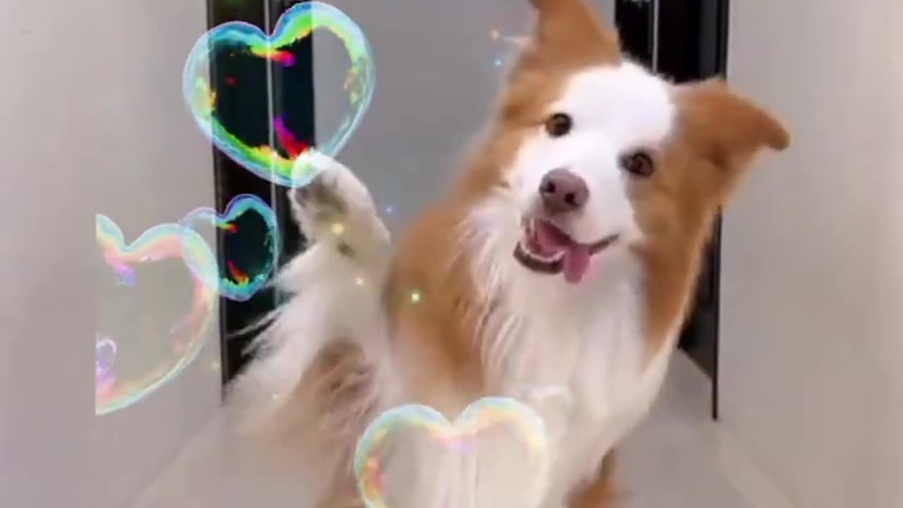 Doggy dance so cute