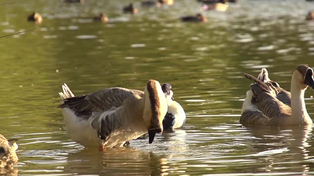 Swan In A Pond