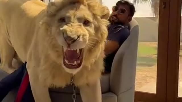 Dubai king with lion