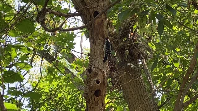 Wood pecker wood pecking like mad 😀