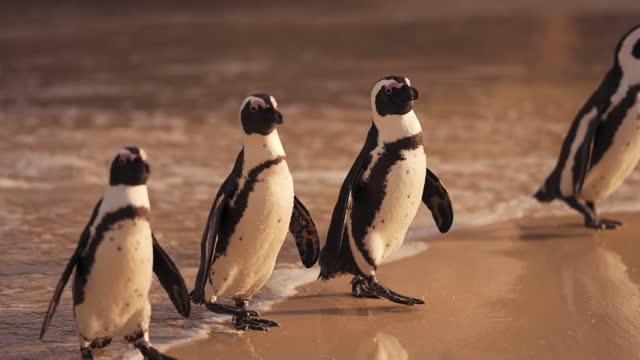 Mr. tutu penguin playing with family