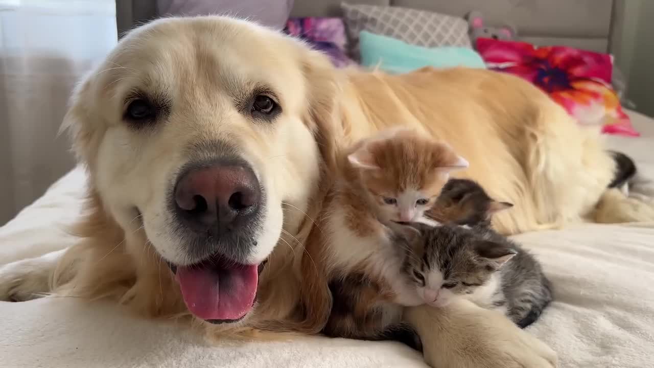 Cute Tiny Kittens and Golden Retriever