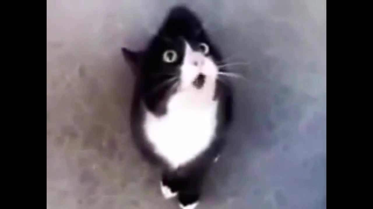 Cat Talking and Yelling Funny Compilation