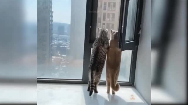 Cat lovers