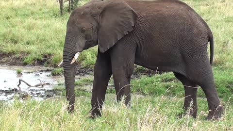 Footage of an elephant