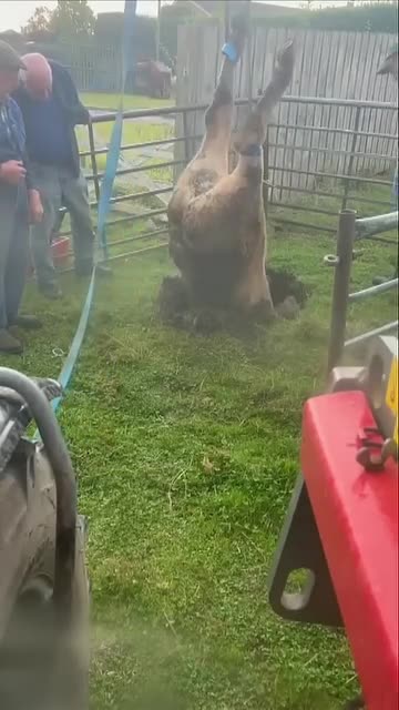 Rescuing cow from a sinkhole