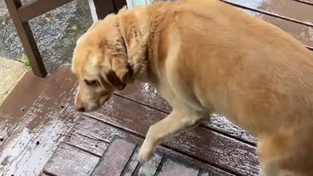 Raining Dozer 😂❤️