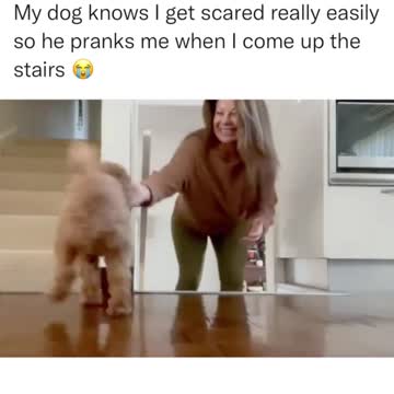 Doggo knows how to scare his hooman | Adorable Pet | Pets At Home