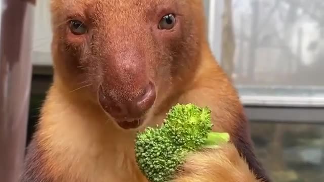 Don’t forget to eat your greens! 🥦 A quickly reminder from Kofi the Goodfellow’s Tree Kangaroo