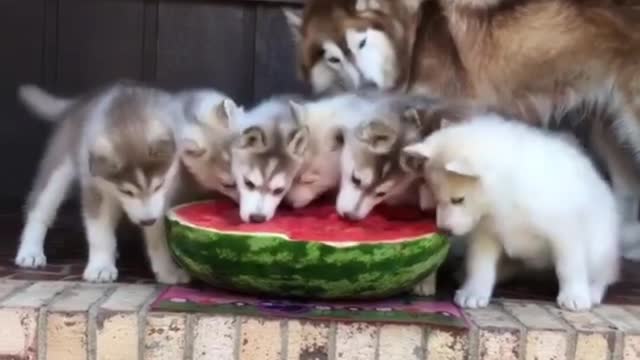 Eat watermelon