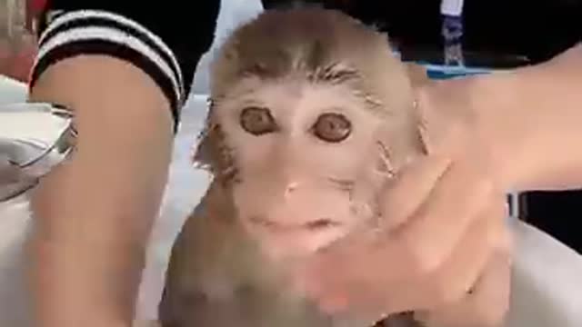 monkey funny videos whatsapp status