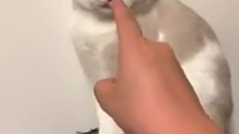 Cat fanny video naci compulit