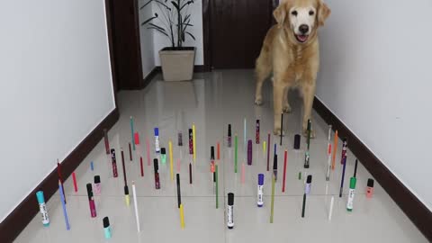 Challenge dog vs cat