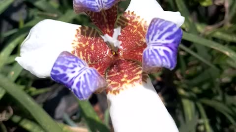 A Really beautiful Iris Flower