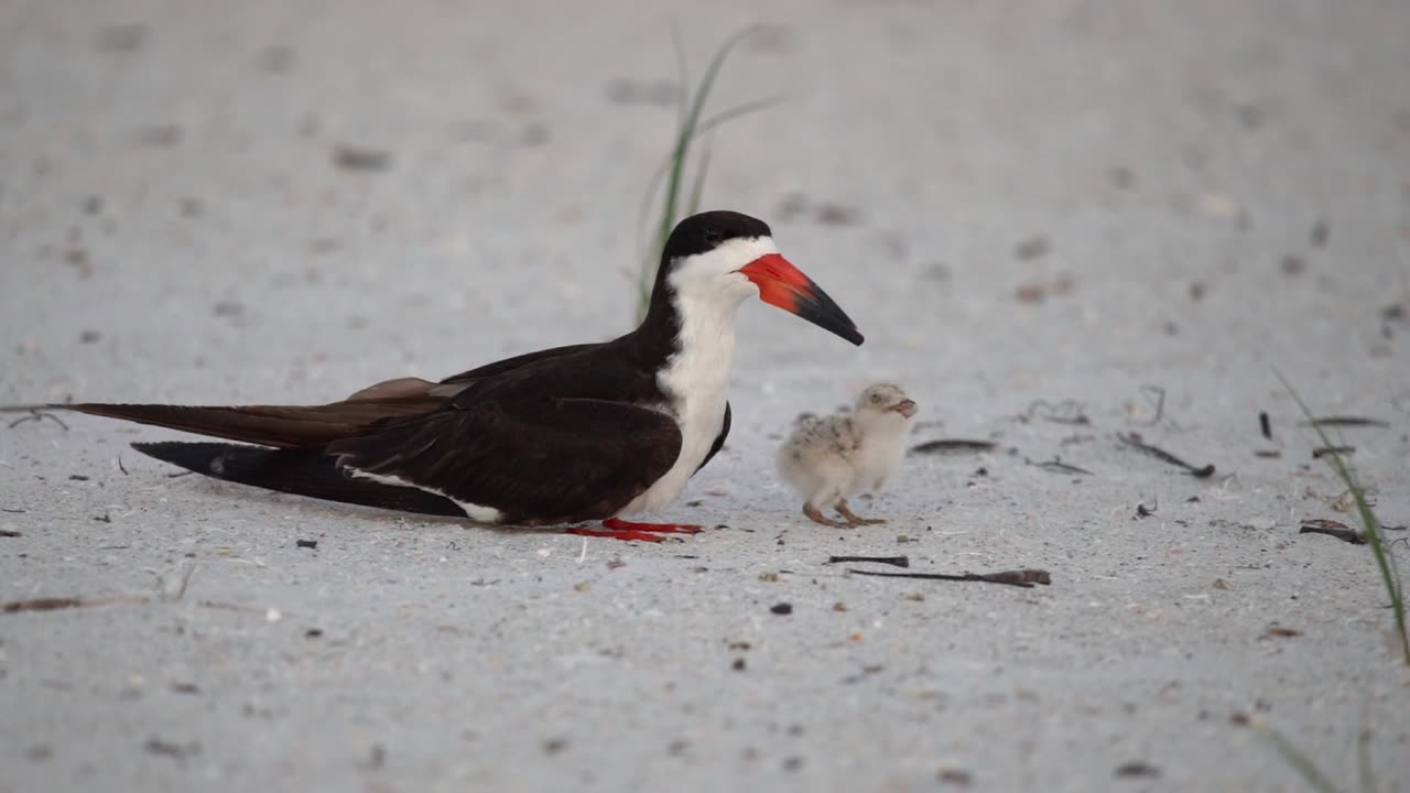 Black Skimmer Cutie