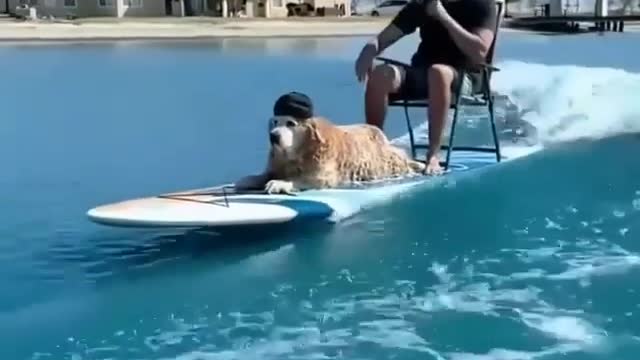 Isn't this dog just the coolest? 😎