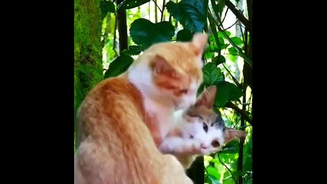 Funny Cats Fighting for Happy Momment