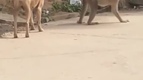funny video / animal video