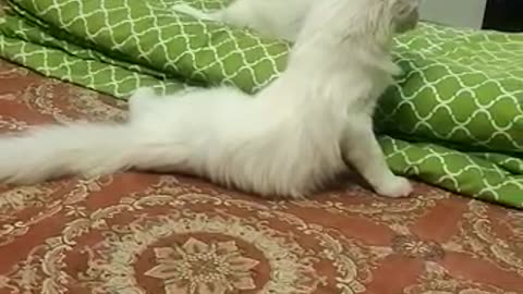 cat playing clip