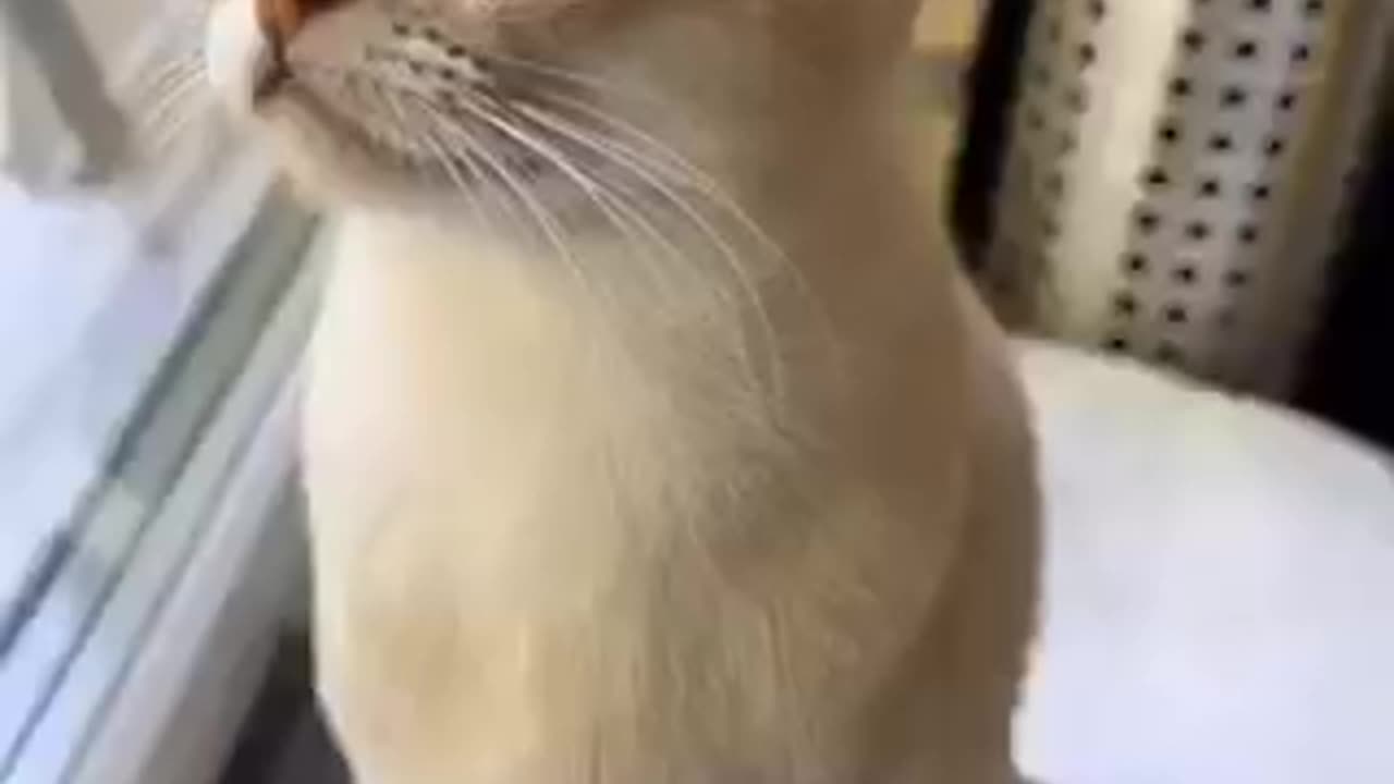 Amazing cat 🐈 trending video