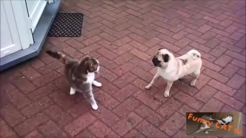 Cat and dog have fun