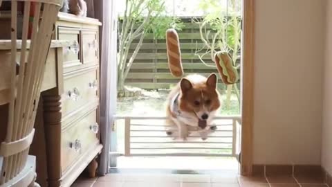 Funny corgi tries desperately to jump over gate to