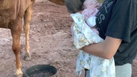 Gentle horse meets new baby