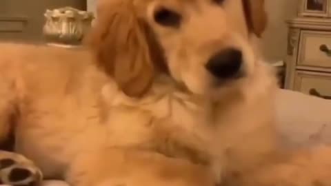 What did I hear dog very funny video