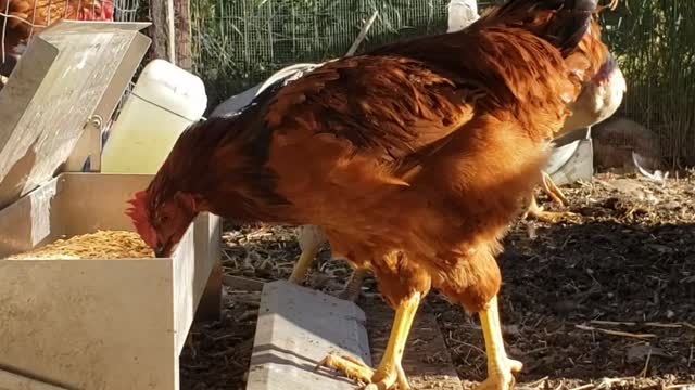 Fun on the Farm - Smarter than they look!