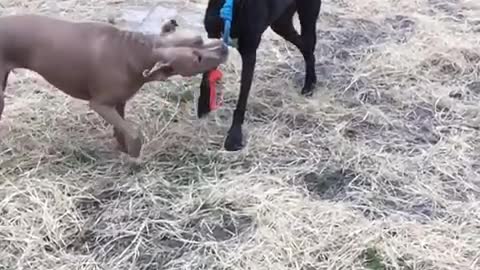 Slow motion tug-o-war