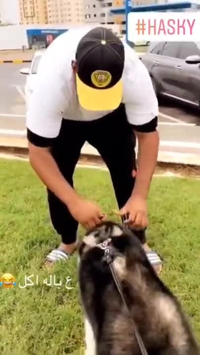 8.Husky 🤣🤣🤣 from tiktok @dxb__1 #shorts