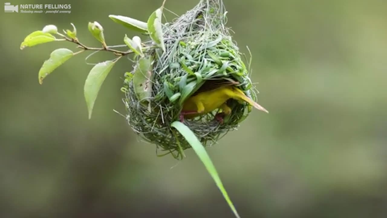 Nature Bird Sounds for Relaxation | The World's Most Amazing Birds | Stress Relief | Relaxing Music