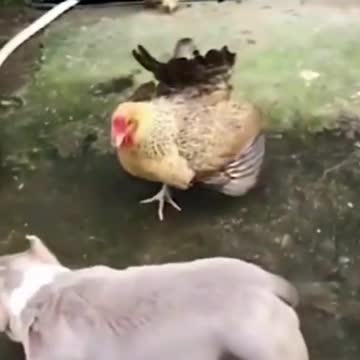 FUNNY ANIMAL COMPILATION