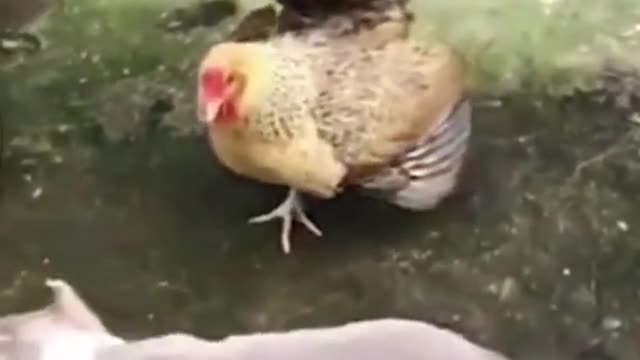 FUNNY ANIMAL COMPILATION