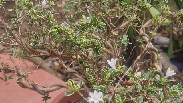 ornamental flower pots in the garden