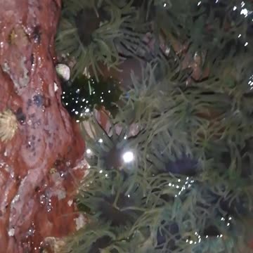 Crazy amounts of an anenomies